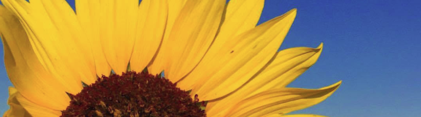 SunflowerHeader