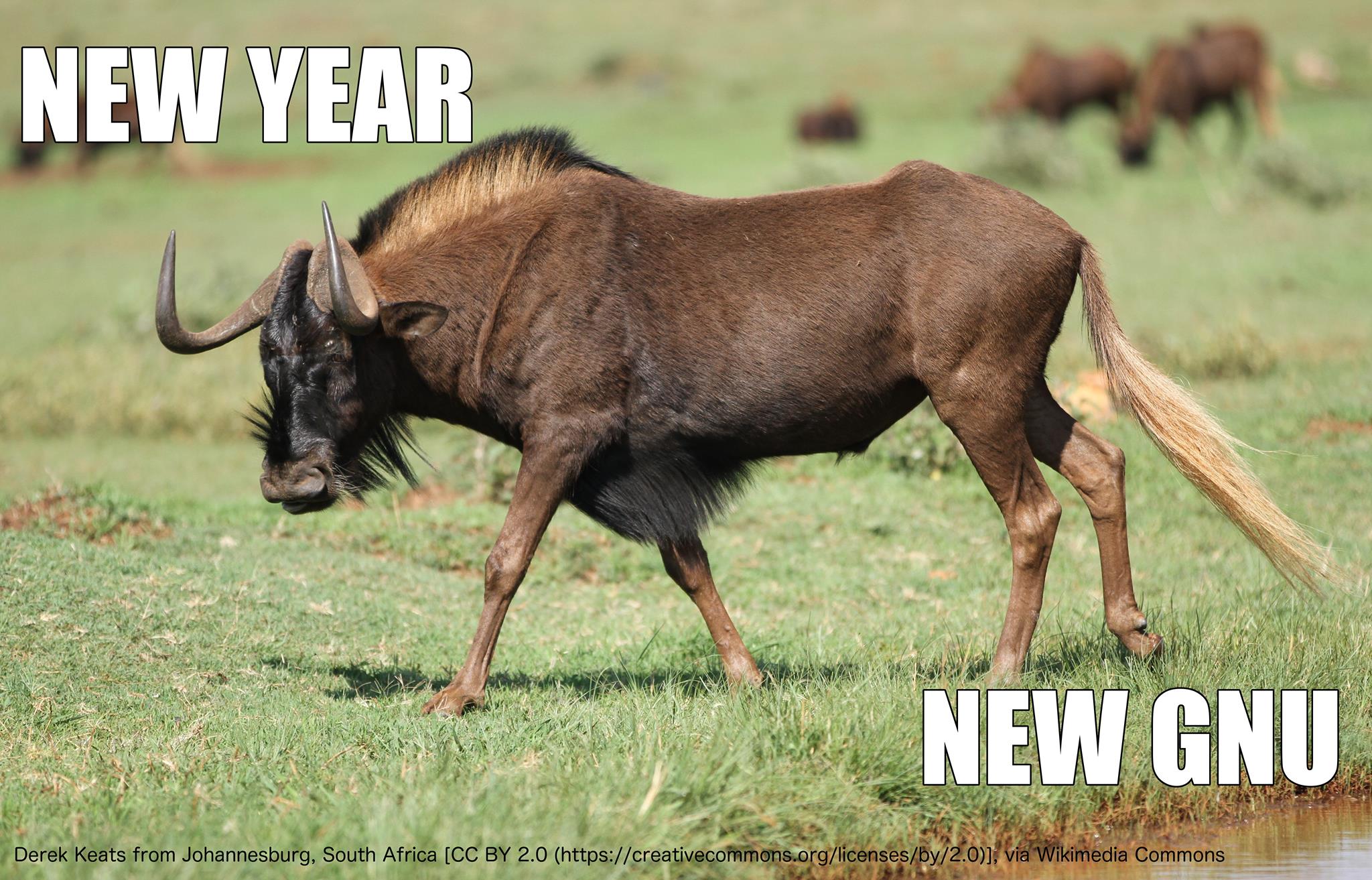 The image shows a wildebeest strutting confidently across grass. The words, ‘New Year / New Gnu’ appear on the image.